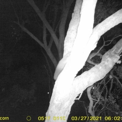 Petaurus norfolcensis (Squirrel Glider) at Monitoring Site 108 - Road - 26 Mar 2021 by DMeco
