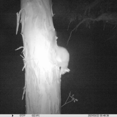 Trichosurus vulpecula (Common Brushtail Possum) at Monitoring Site 109 - Remnant - 21 Mar 2021 by DMeco