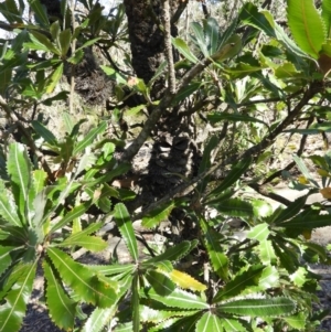 Banksia serrata at Bundanoon, NSW - 21 Jul 2021