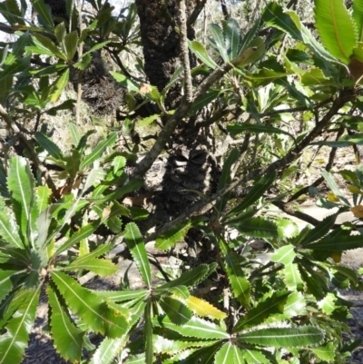 Banksia serrata (Saw Banksia) at Wingecarribee Local Government Area - 21 Jul 2021 by MatthewFrawley
