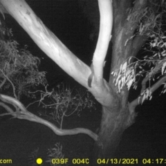 Trichosurus vulpecula (Common Brushtail Possum) at Monitoring Site 112 - Road - 12 Apr 2021 by DMeco