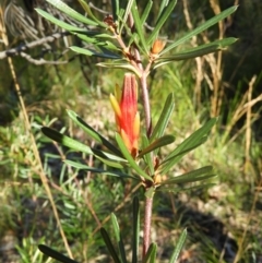 Lambertia formosa (Mountain Devil) at Morton National Park - 21 Jul 2021 by MatthewFrawley