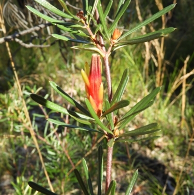 Lambertia formosa (Mountain Devil) at Wingecarribee Local Government Area - 21 Jul 2021 by MatthewFrawley