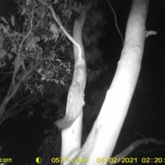 Petaurus norfolcensis (Squirrel Glider) at Wodonga - 25 Mar 2021 by DMeco