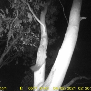 Petaurus norfolcensis at Bandiana, VIC - 26 Mar 2021 05:31 AM