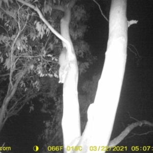 Petaurus norfolcensis at Bandiana, VIC - 26 Mar 2021 05:31 AM