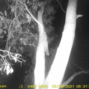 Petaurus norfolcensis at Bandiana, VIC - 26 Mar 2021 05:31 AM