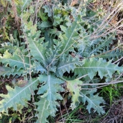 Onopordum acanthium (Scotch Thistle) at Jerrabomberra, ACT - 29 Jul 2021 by Mike