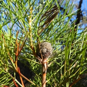 Isopogon anethifolius at Bundanoon, NSW - 21 Jul 2021 12:33 PM