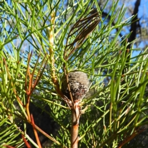 Isopogon anethifolius at Bundanoon, NSW - 21 Jul 2021