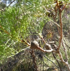 Isopogon anethifolius at Bundanoon, NSW - 21 Jul 2021