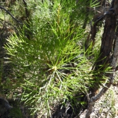 Isopogon anethifolius at Bundanoon, NSW - 21 Jul 2021