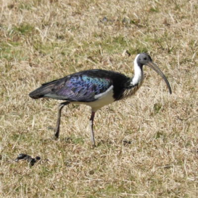 Threskiornis spinicollis (Straw-necked Ibis) at Bundanoon - 21 Jul 2021 by MatthewFrawley