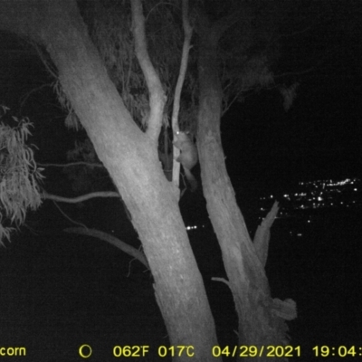 Trichosurus vulpecula (Common Brushtail Possum) at Wodonga - 29 Apr 2021 by DMeco