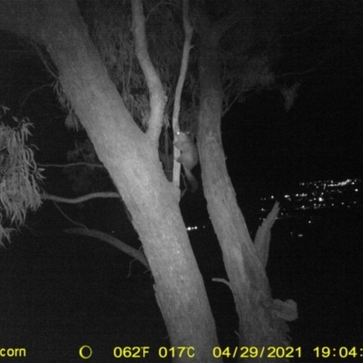 Trichosurus vulpecula (Common Brushtail Possum) at Huon Hill West - 29 Apr 2021 by DMeco