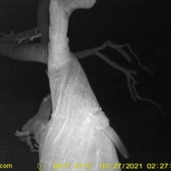Petaurus norfolcensis at Baranduda, VIC - 29 Mar 2021 03:28 AM