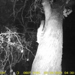 Petaurus norfolcensis (Squirrel Glider) at Baranduda, VIC - 23 Mar 2021 by DMeco