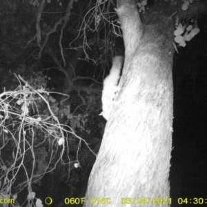 Petaurus norfolcensis at Baranduda, VIC - 24 Mar 2021 04:30 AM