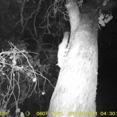 Petaurus norfolcensis (Squirrel Glider) at Monitoring Site 121 - Road - 23 Mar 2021 by DMeco