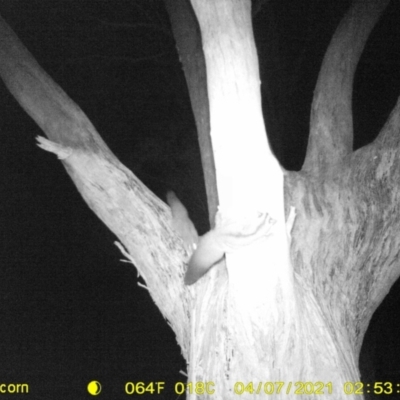 Petaurus norfolcensis (Squirrel Glider) at Monitoring Site 122 - Remnant - 6 Apr 2021 by DMeco
