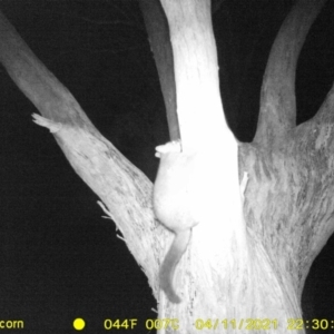 Trichosurus vulpecula at Baranduda, VIC - 11 Apr 2021 10:30 PM