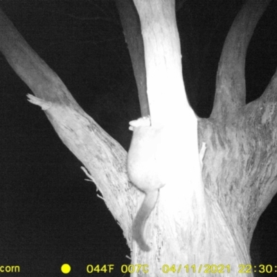 Trichosurus vulpecula (Common Brushtail Possum) at Monitoring Site 122 - Remnant - 11 Apr 2021 by DMeco