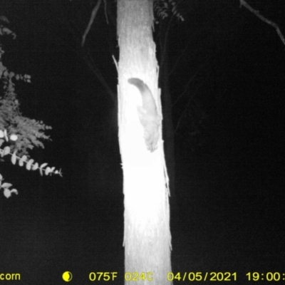 Petaurus norfolcensis (Squirrel Glider) at Baranduda, VIC - 9 Apr 2021 by DMeco