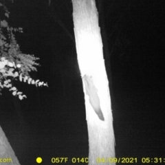 Petaurus norfolcensis at Baranduda, VIC - 9 Apr 2021 05:31 AM