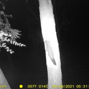 Petaurus norfolcensis at Baranduda, VIC - 9 Apr 2021 05:31 AM