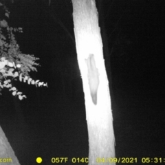 Petaurus norfolcensis at Baranduda, VIC - 9 Apr 2021 05:31 AM
