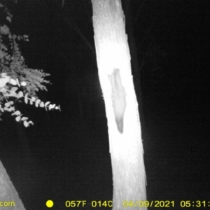 Petaurus norfolcensis at Baranduda, VIC - 9 Apr 2021 05:31 AM