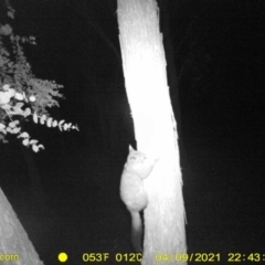 Trichosurus vulpecula (Common Brushtail Possum) at WREN Reserves - 9 Apr 2021 by DMeco