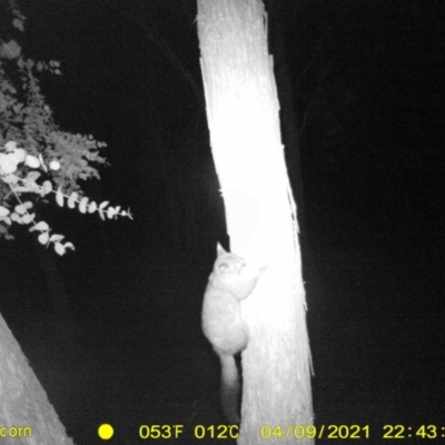 Trichosurus vulpecula (Common Brushtail Possum) at Wodonga - 9 Apr 2021 by DMeco