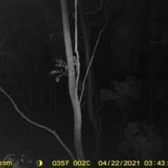 Petaurus sp. (A glider) at Monitoring Site 124 - Road - 21 Apr 2021 by DMeco