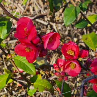 Chaenomeles speciosa (Flowering Quince) at Isaacs, ACT - 29 Jul 2021 by Mike