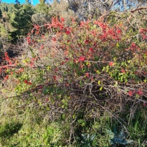 Chaenomeles speciosa at Isaacs, ACT - 29 Jul 2021