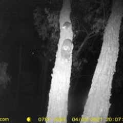 Pseudocheirus peregrinus (Common Ringtail Possum) at WREN Reserves - 5 Apr 2021 by DMeco