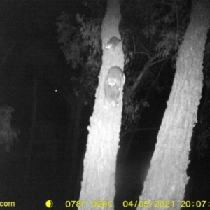 Pseudocheirus peregrinus at Wodonga, VIC - 5 Apr 2021