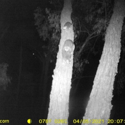 Pseudocheirus peregrinus (Common Ringtail Possum) at Wodonga, VIC - 5 Apr 2021 by DMeco