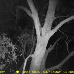 Petaurus norfolcensis (Squirrel Glider) at WREN Reserves - 13 Apr 2021 by DMeco