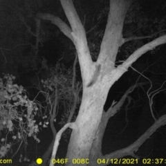 Petaurus norfolcensis at Wodonga, VIC - 13 Apr 2021 02:40 AM