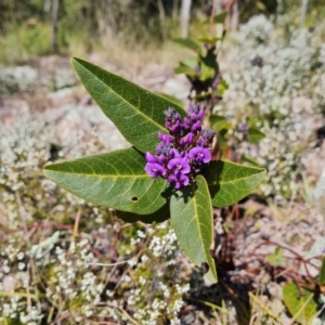 Hardenbergia violacea at Isaacs, ACT - 30 Jul 2021 02:26 PM