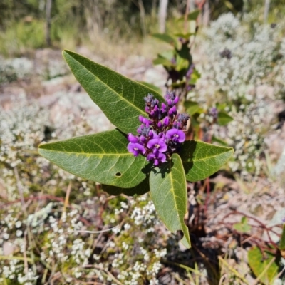 Hardenbergia violacea (False Sarsaparilla) at Isaacs Ridge and Nearby - 30 Jul 2021 by Mike