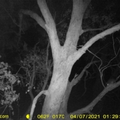 Pseudocheirus peregrinus (Common Ringtail Possum) at WREN Reserves - 6 Apr 2021 by DMeco