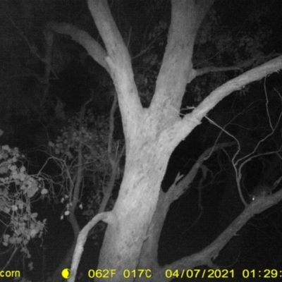 Pseudocheirus peregrinus (Common Ringtail Possum) at Monitoring Site 127 - Remnant - 6 Apr 2021 by DMeco