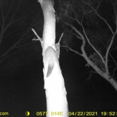 Trichosurus vulpecula (Common Brushtail Possum) at Wodonga - 6 Apr 2021 by DMeco