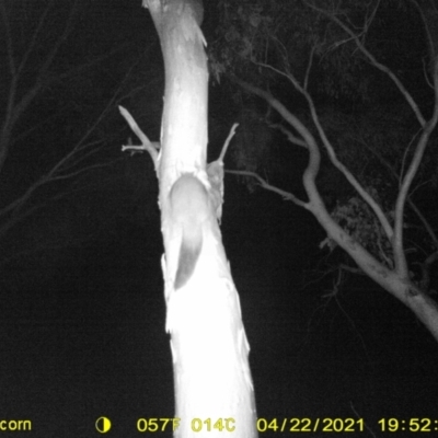 Trichosurus vulpecula (Common Brushtail Possum) at WREN Reserves - 6 Apr 2021 by DMeco