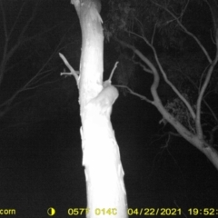 Trichosurus vulpecula at Leneva, VIC - 6 Apr 2021