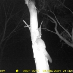 Trichosurus vulpecula at Leneva, VIC - 6 Apr 2021 09:42 PM