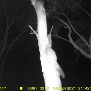 Trichosurus vulpecula at Leneva, VIC - 6 Apr 2021 09:42 PM